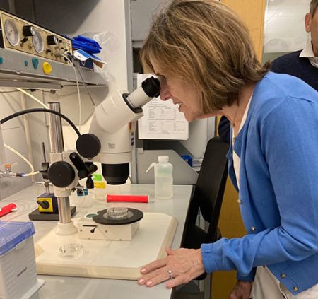 Kelley looks at zebra fish under the microscope at a National Institutes of Health (NIH) research lab; they are being used to study hair cell damage from age-related hearing loss.